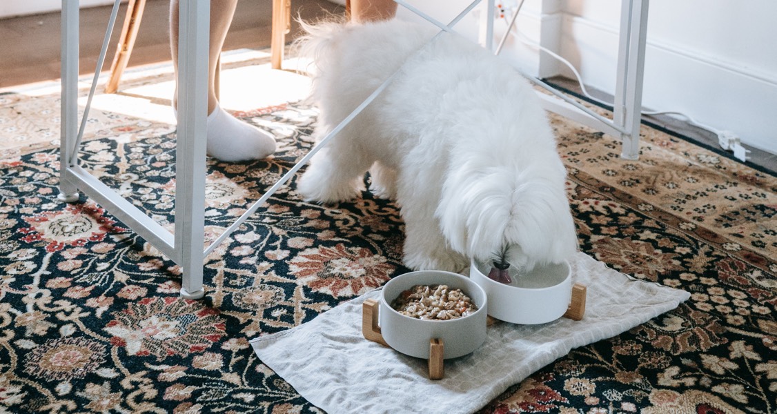 Non-processed meat-based early diet reduces risk of dog digestive issues later in life Non-processed meat-based early diet reduces risk of dog digestive issues later in life