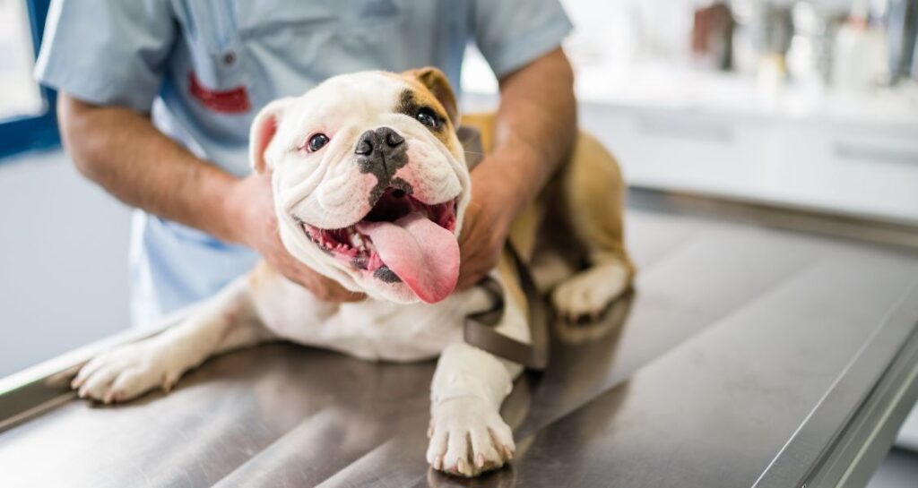 A dog is sitting on an exam table at a veterinary clinic