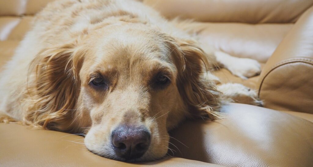 A dog is resting on a beige leather couch