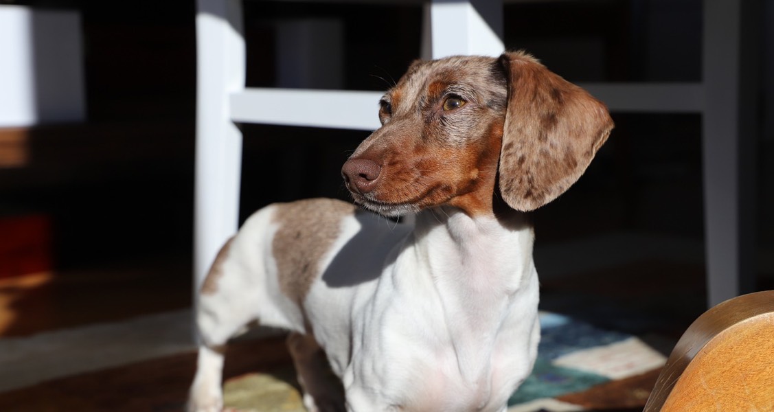 Why is my dog shaking? Why is my dog shaking?