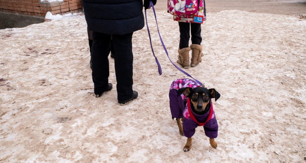 A dog is wearing a winter jacket while standing outside on top of the snow
