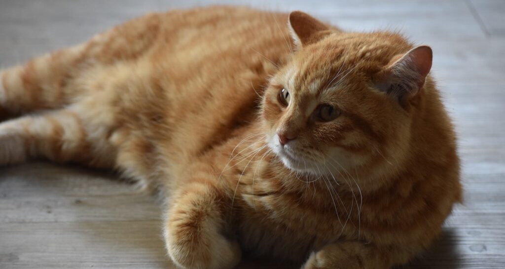 A ginger cat is lying down on the floor