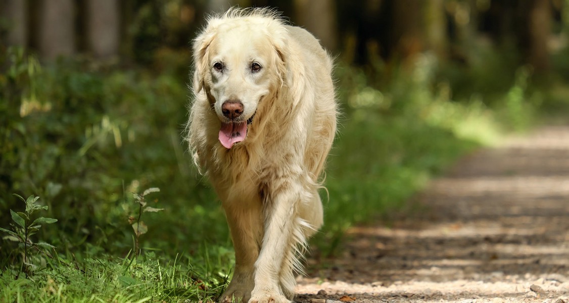 Study Shows the Importance of Wellness Testing for Pets of All Ages Study Shows the Importance of Wellness Testing for Pets of All Ages
