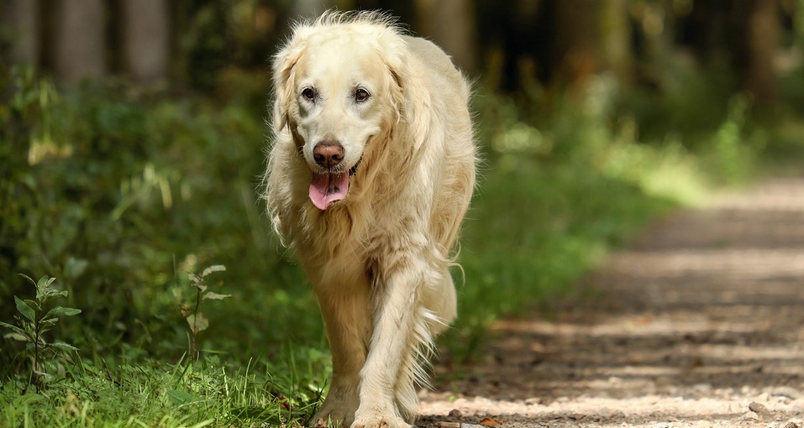 Study Shows the Importance of Wellness Testing for Pets of All Ages