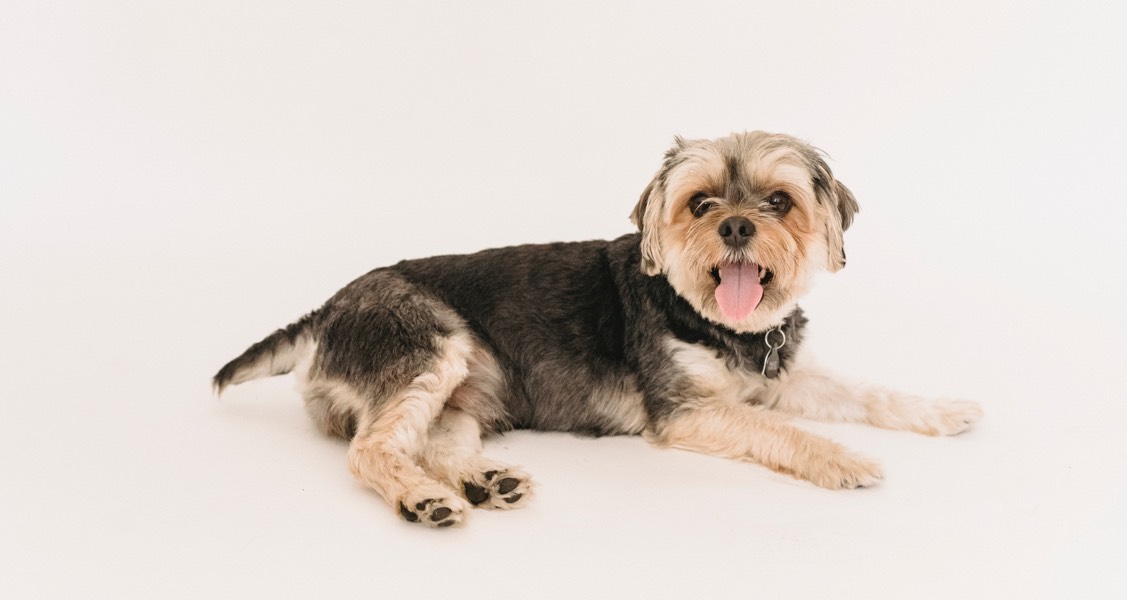Why is my dog coughing? Why is my dog coughing?