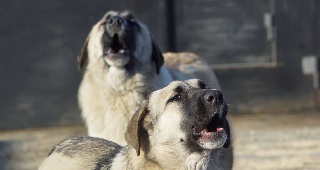 Two stray dogs are howling outside