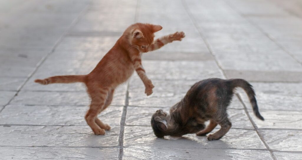 Two kittens are playing with each other
