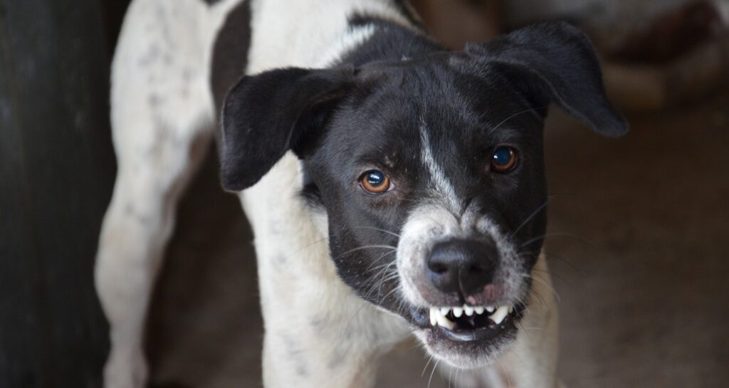 A black and white coated dog is snarling