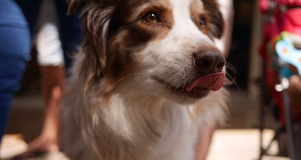 A border collie with its tongue out outside