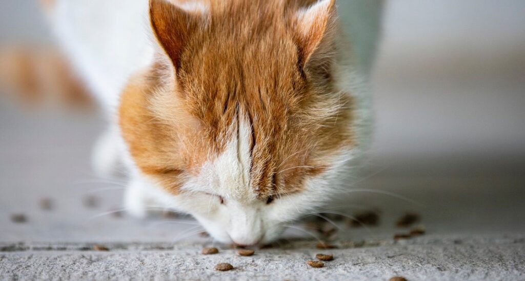 A cat is eating dry kibble off the floor
