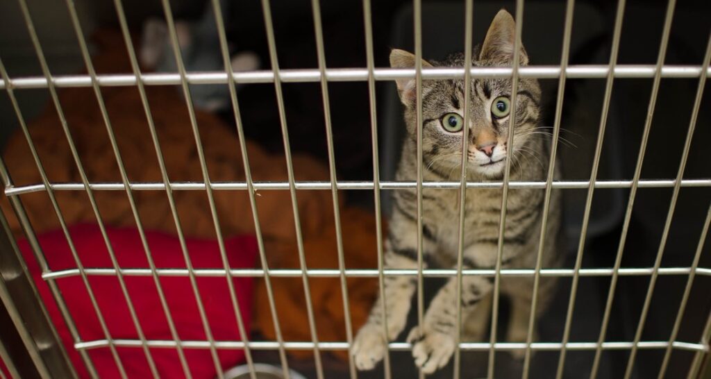 A cat is inside a metal crate