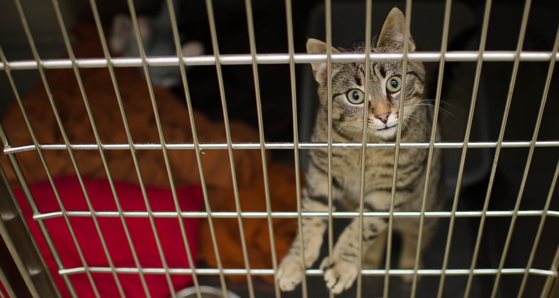 Why economic hardship is keeping more animals in shelters Why economic hardship is keeping more animals in shelters