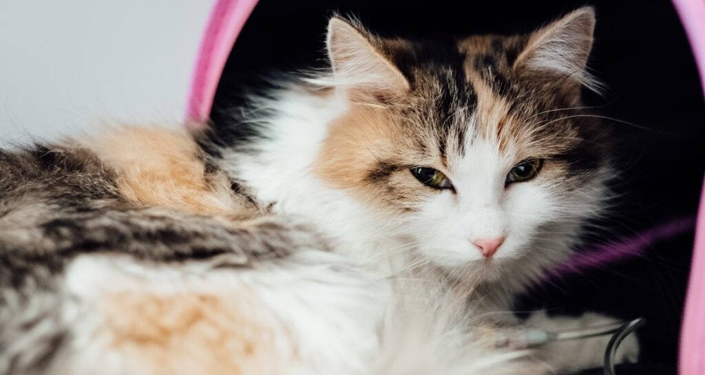 A cat is lying beside a pink carrier