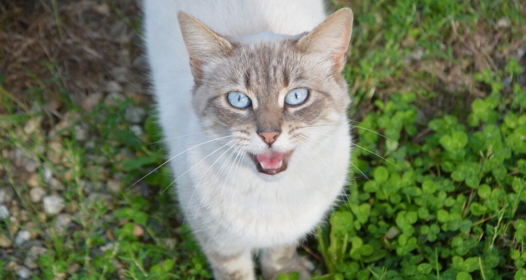 A cat with blue eyes is meowing outside