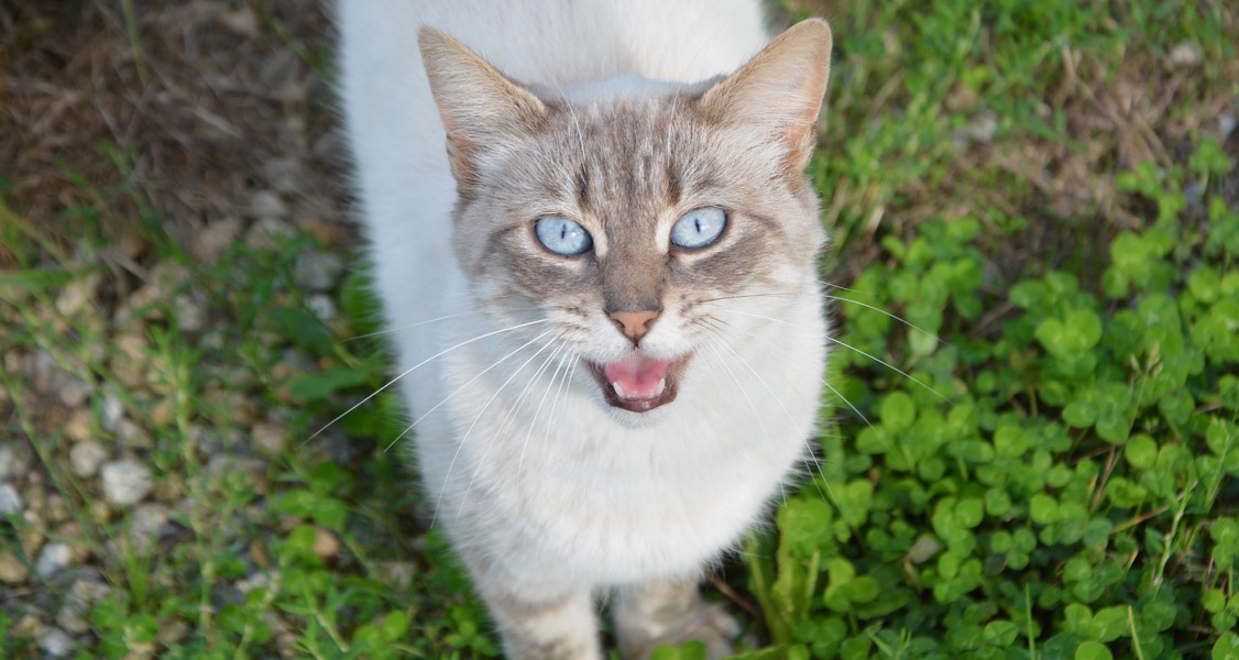 Why is my cat meowing? Why is my cat meowing?