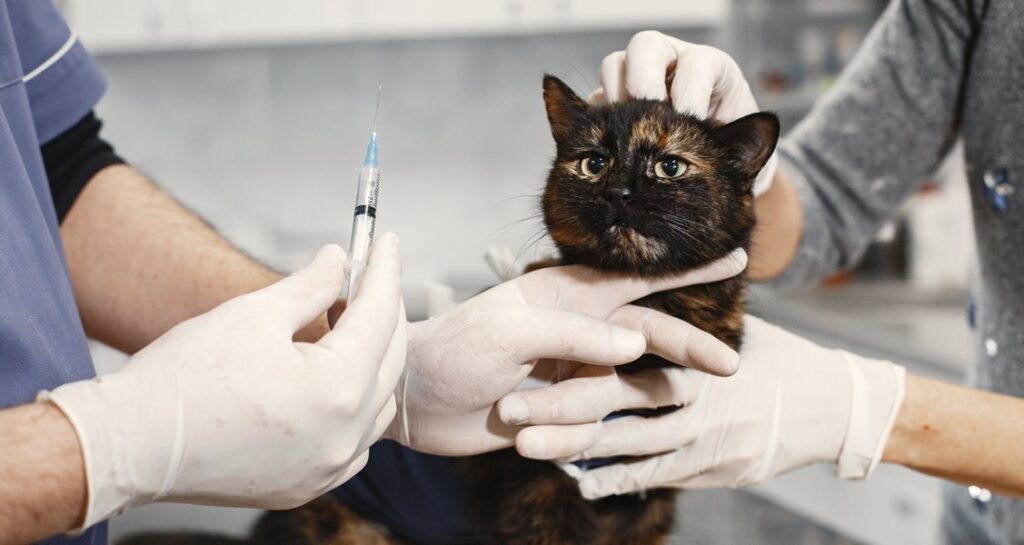 A cat is receiving a needle at the veterinarian