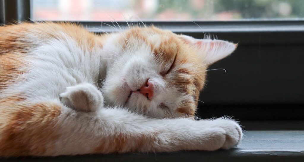 A cat is sleeping next to a window