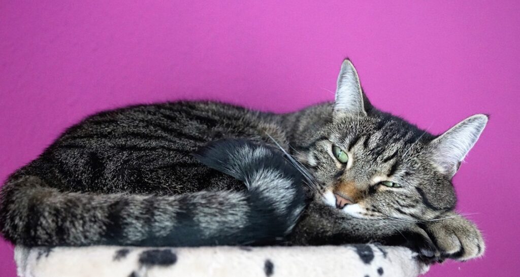 A cat is sleeping on a polka dot cat tree in front of a purple background