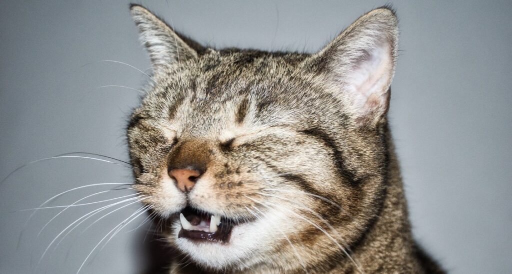A cat is sneezing with their eyes closed