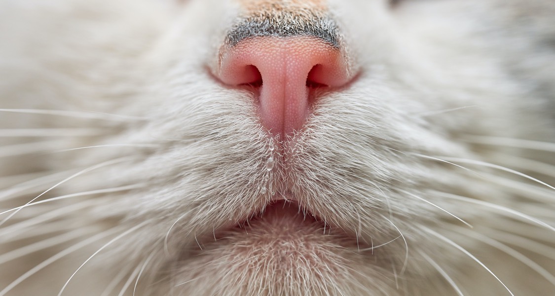 Why Is My Cat Drooling Healthcare For Pets