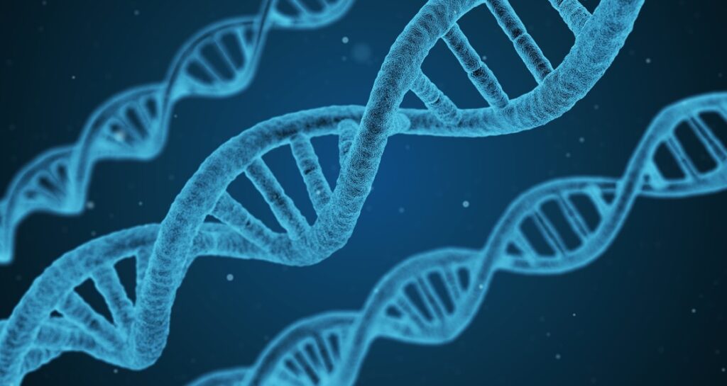 A DNA double-stranded helix