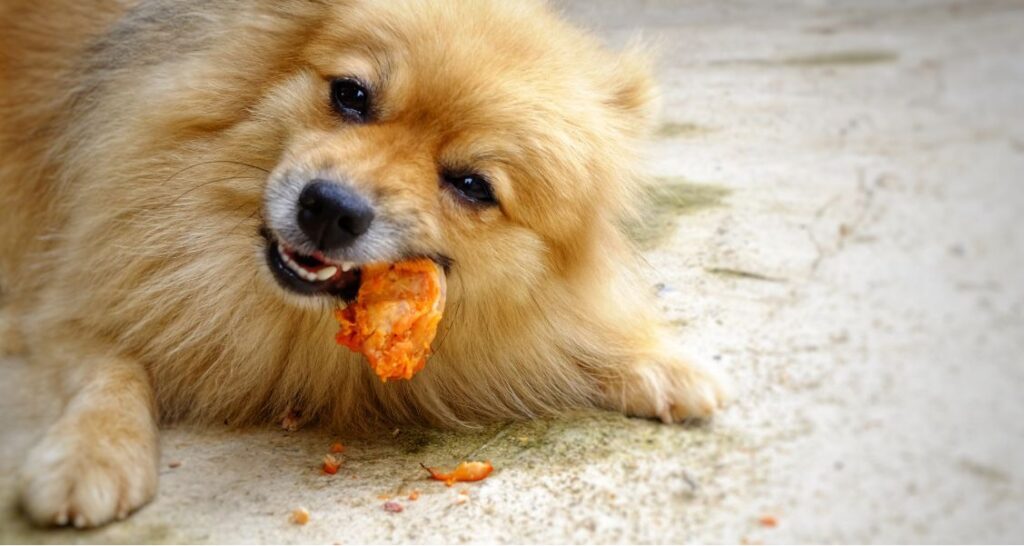 A dog is eating an item off the floor