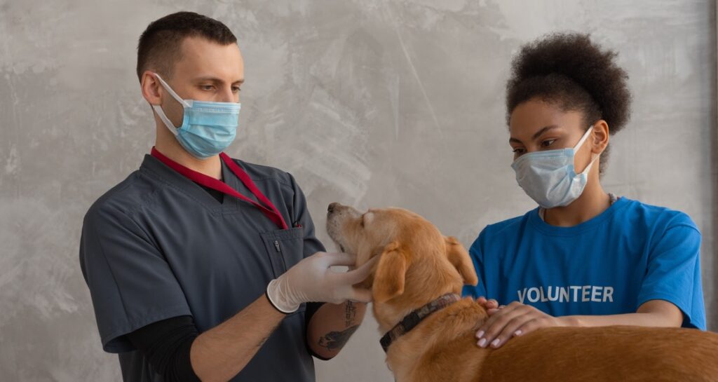 A dog is being examined by a veterinarian