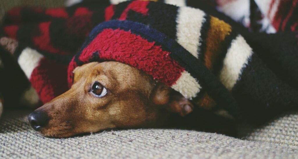 A dog is resting under a blanket