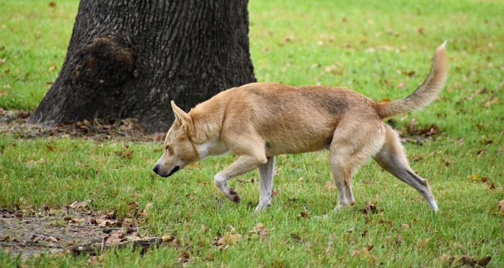 A dog is sniffing green grass outside