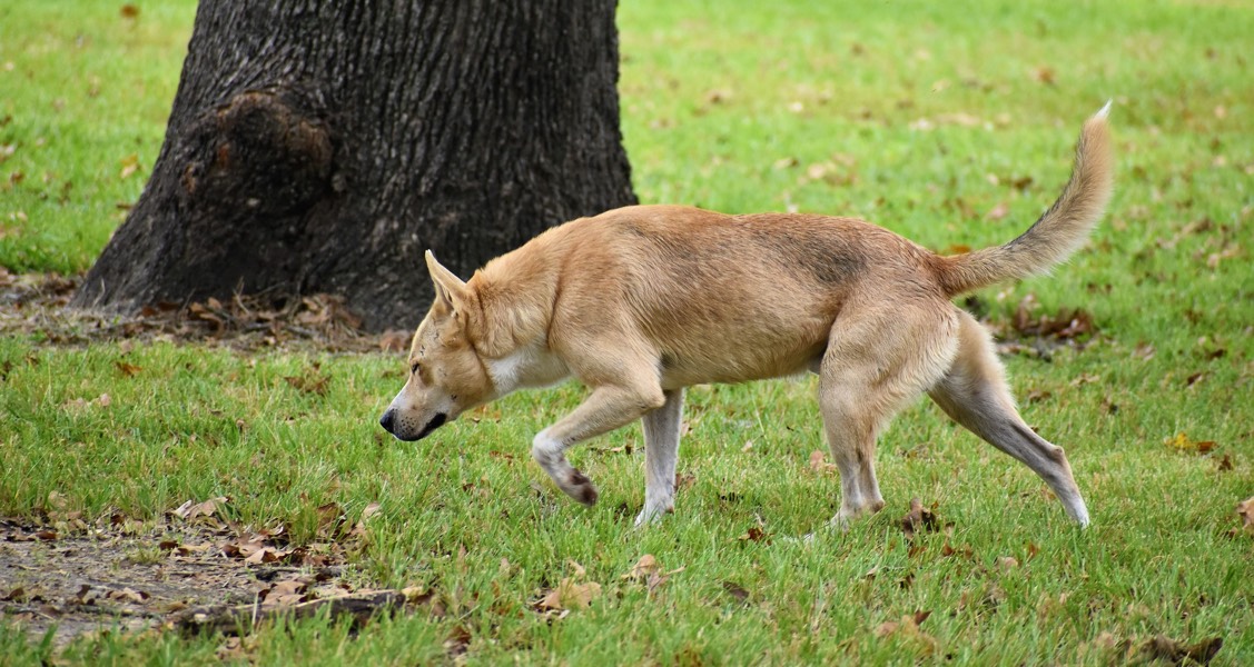 Why is my dog eating poop?