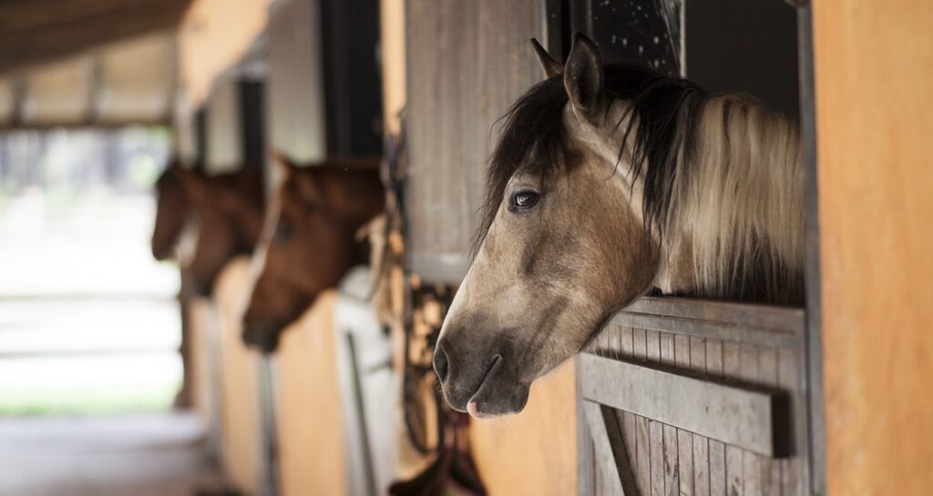 Horses are standing in a stable