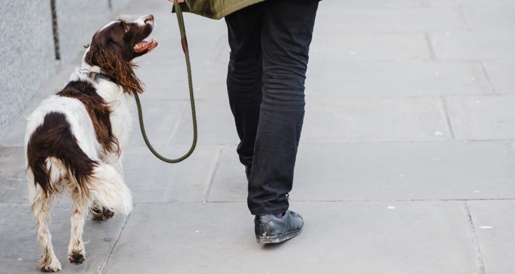 An owner is walking their dog on the sidewalk