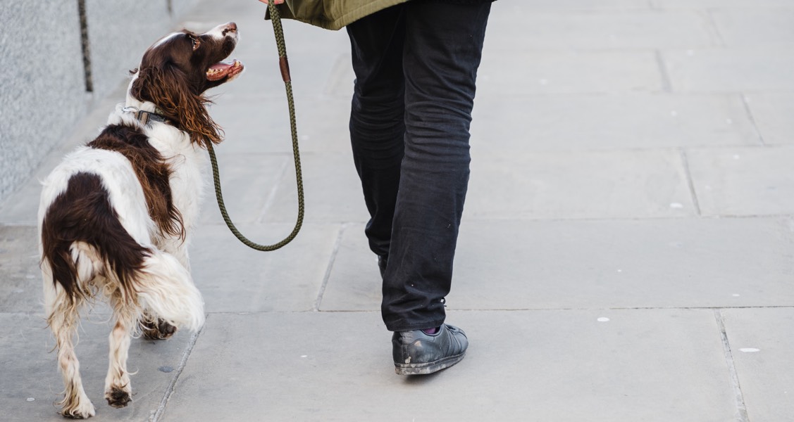 Metro Vancouver dog owners express concern after pets receive electric shocks walking on sidewalks