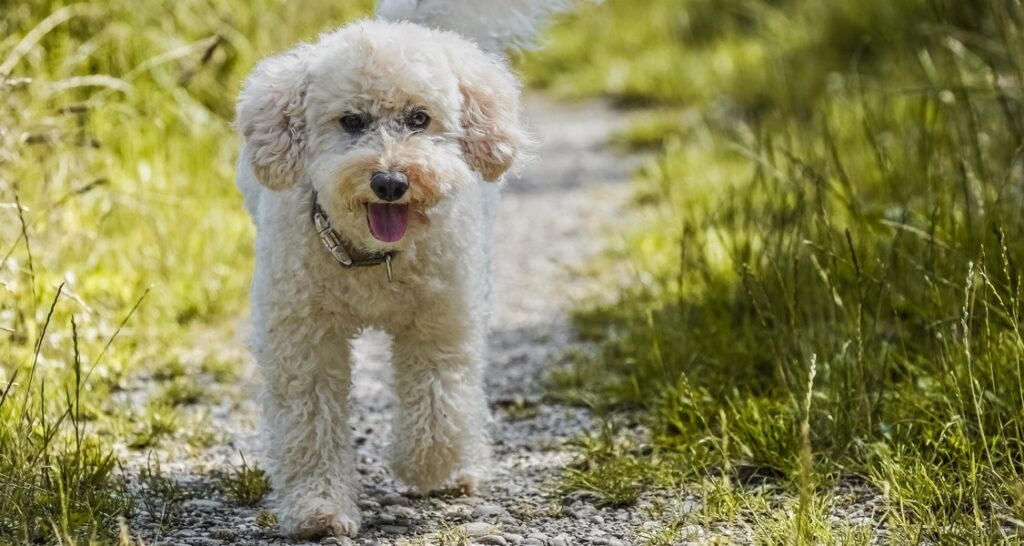 A poodle is walking on a gravel path beside grass