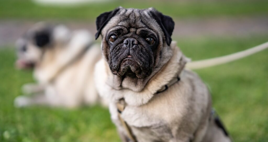 A pug is sitting outside in the grass