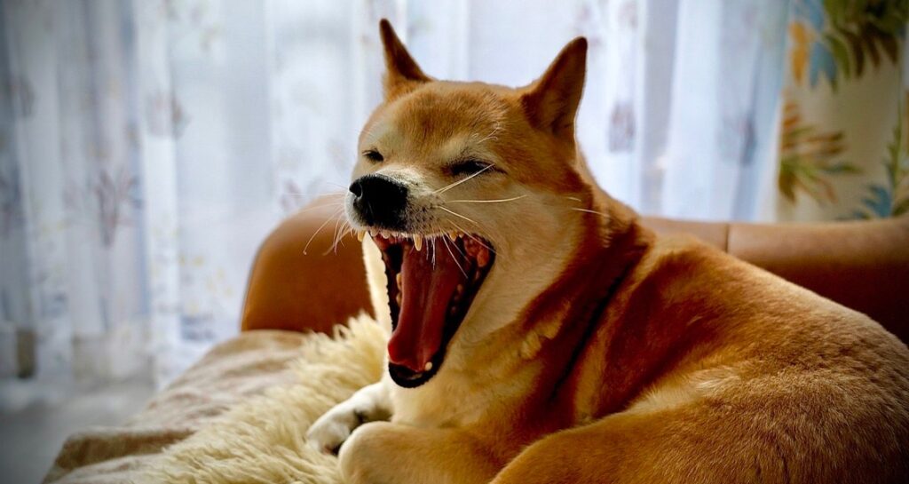 A shiba inu is yawning on a couch