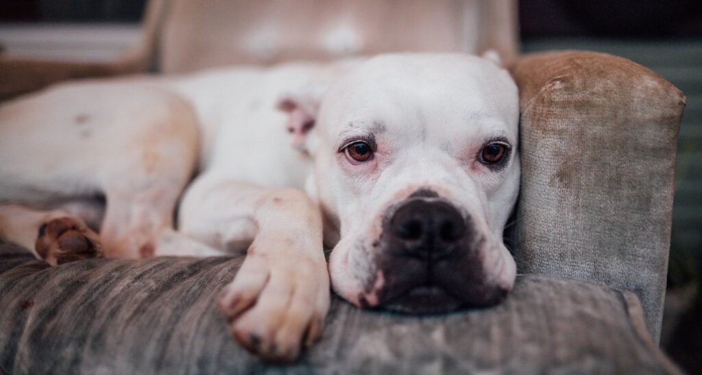 A white dog is lying on an armchair