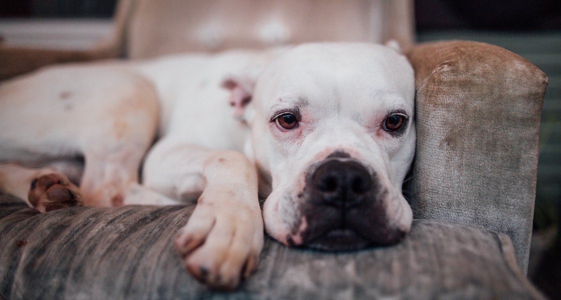 Michigan State University veterinarians searching for cause of parvovirus outbreak Michigan State University veterinarians searching for cause of parvovirus outbreak