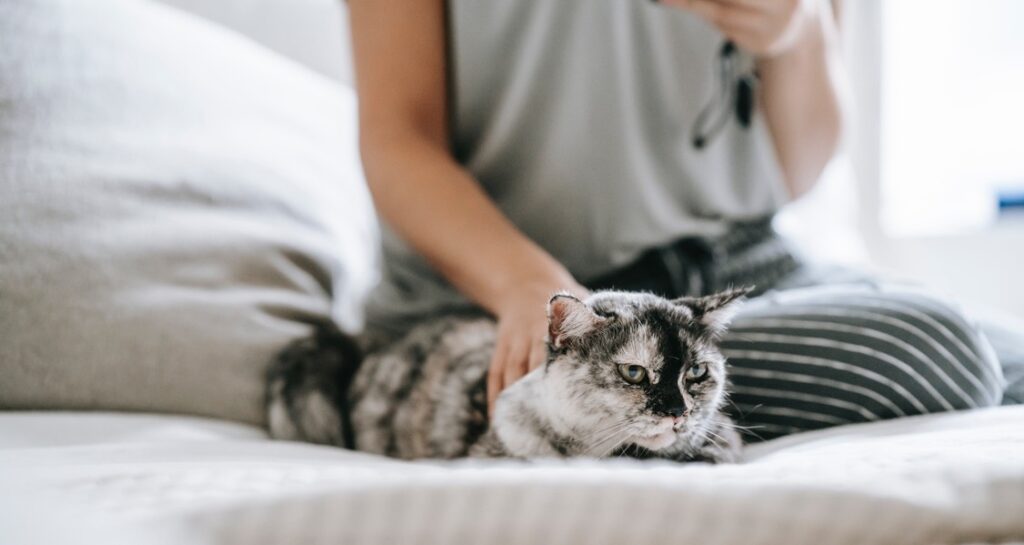 A cat is being stroked on a bed