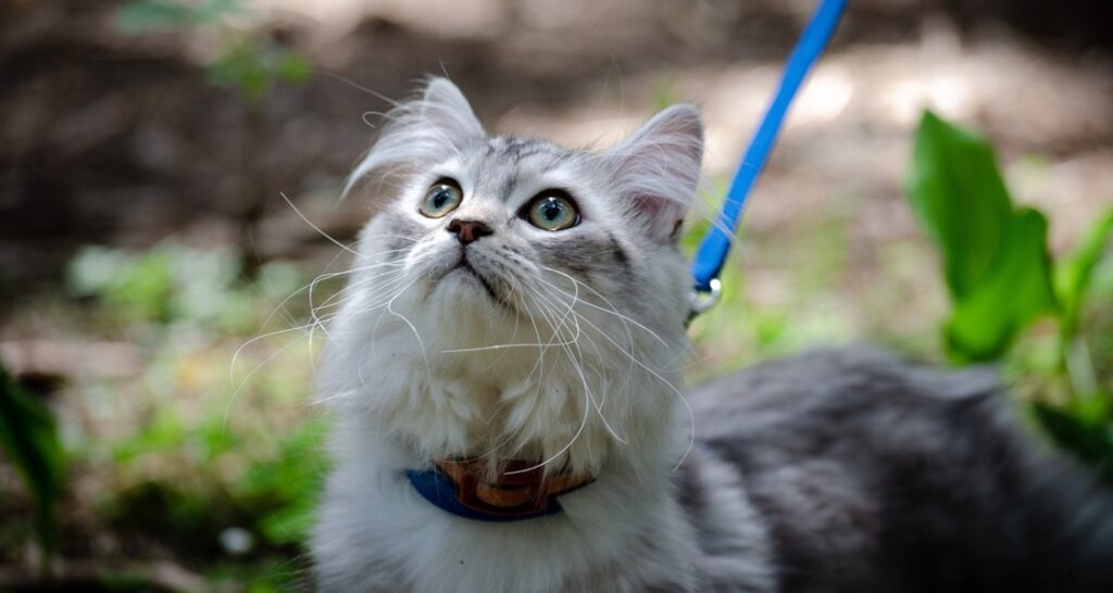 A cat is connected to a blue leash outside