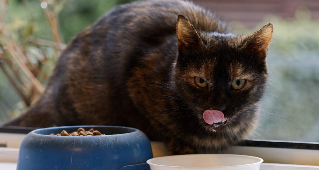 A cat is eating and drinking by a window