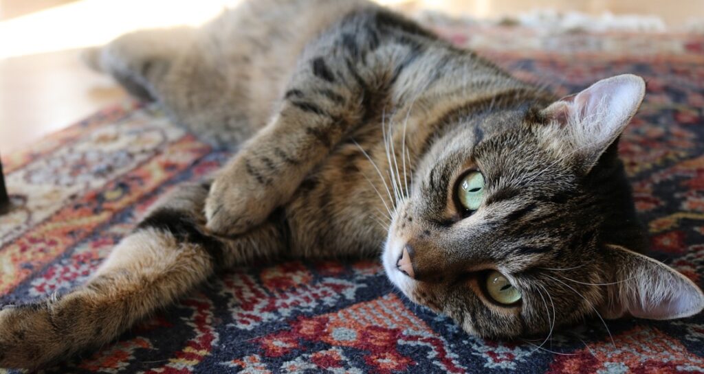 A cat is lying down on a carpet