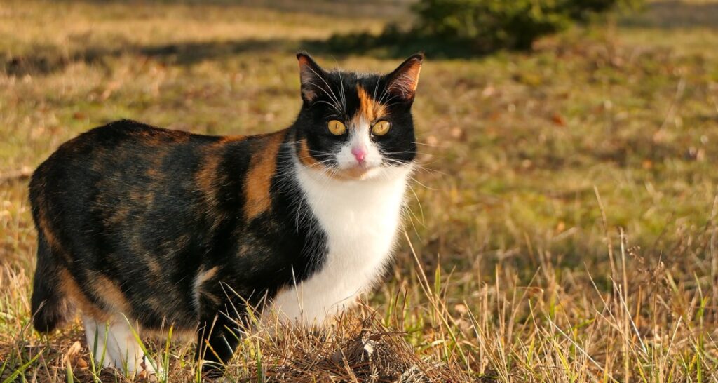 A cat is outside standing in the grass