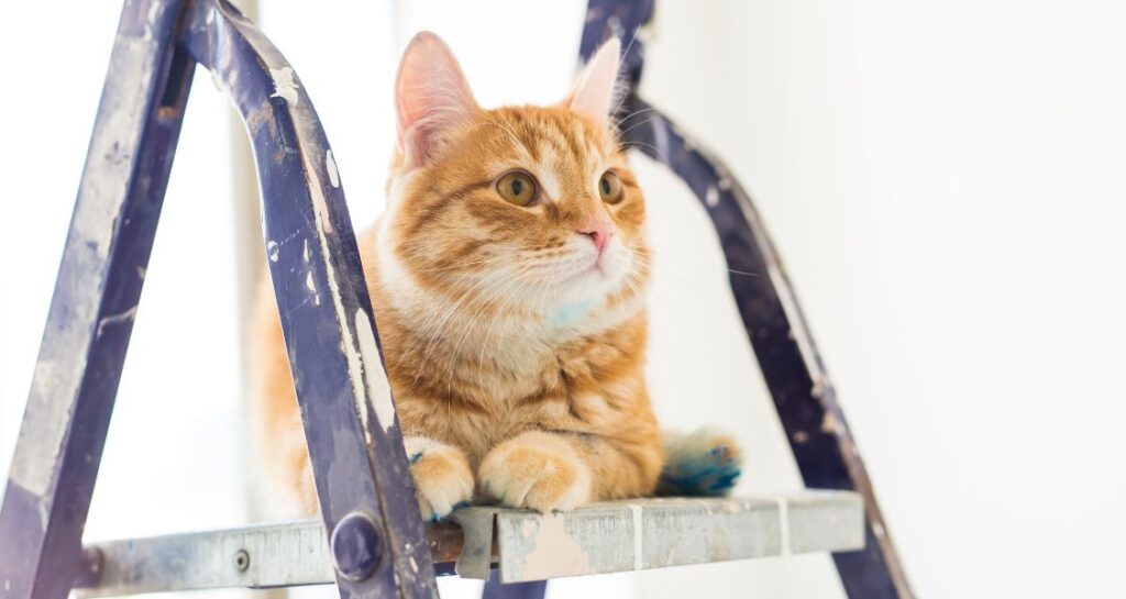 A cat is sitting on a ladder