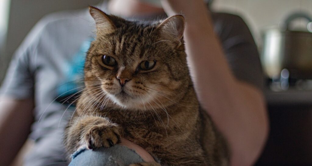 A cat is sitting on an owners lap