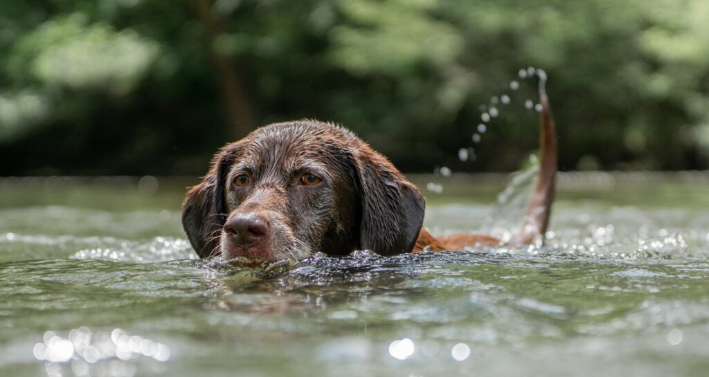 A chocolate Labrador is swimming in a lake
