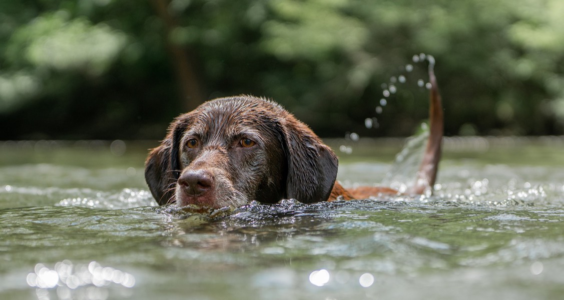 Do You Use Flea and Tick Treatments? Read This Before Your Dog Goes Swimming This Summer