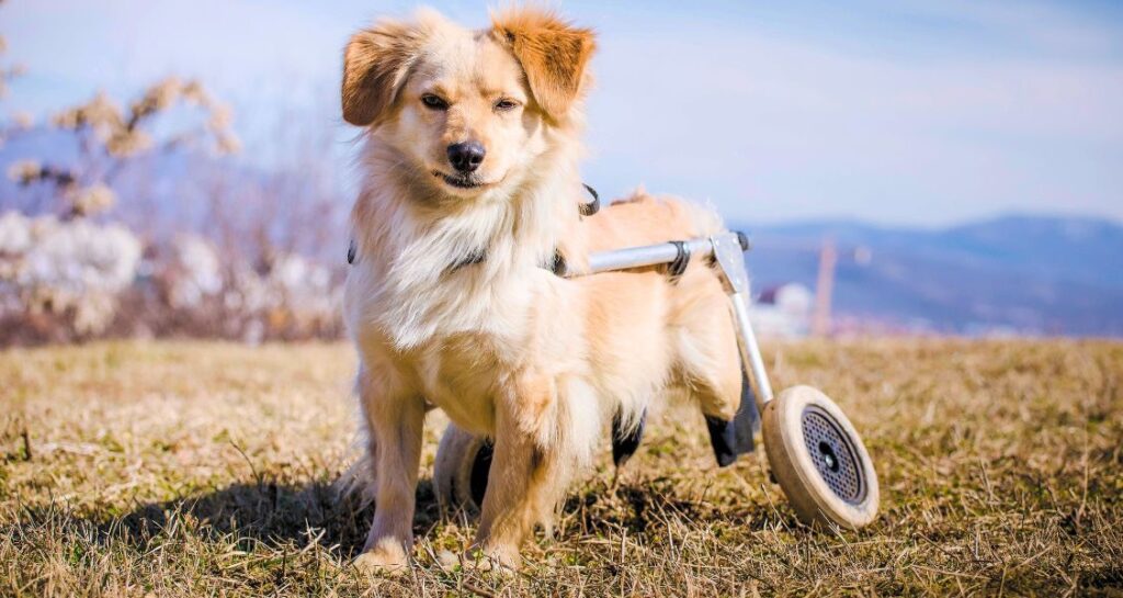 A disabled dog is using a wheelchair outside