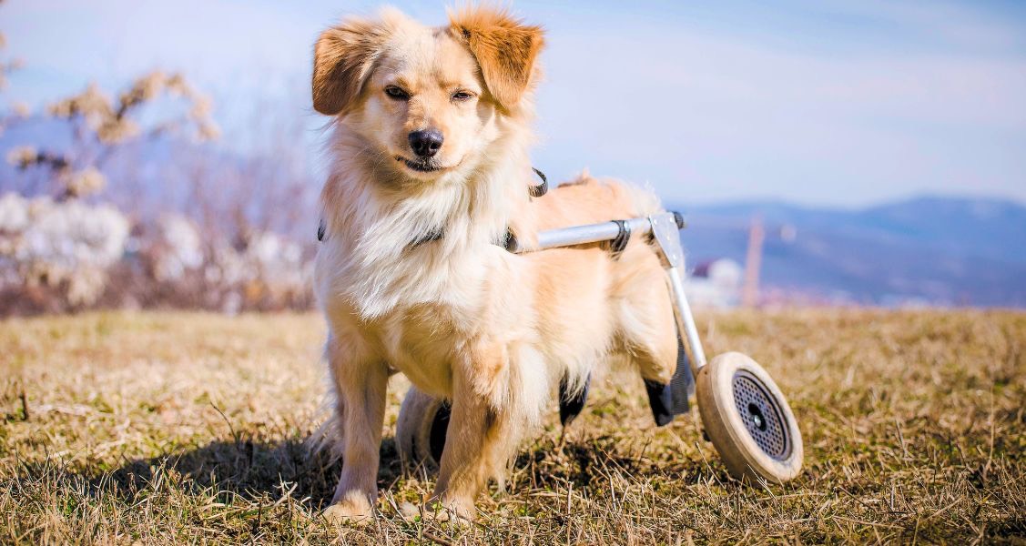 Making Life Better for Your Disabled Pets