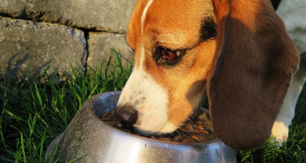 Dog eating kibble from a food bowl outside